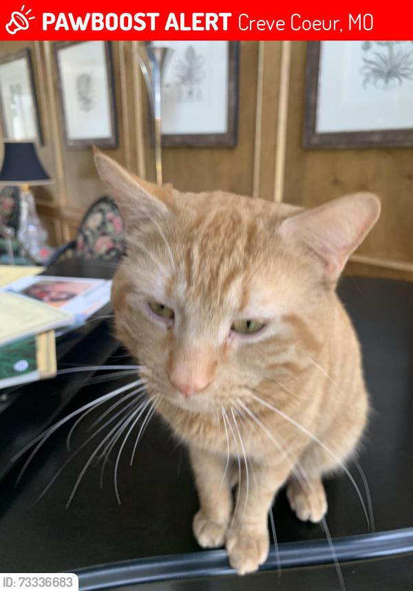 Lost Male Cat last seen Conway rd and Laduemont, Creve Coeur, MO 63141