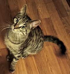 Lost Male Cat last seen George St and Laport Ave in Mount Morris, Mount Morris, MI 48458