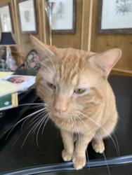 Lost Male Cat last seen Conway rd and Laduemont, Creve Coeur, MO 63141