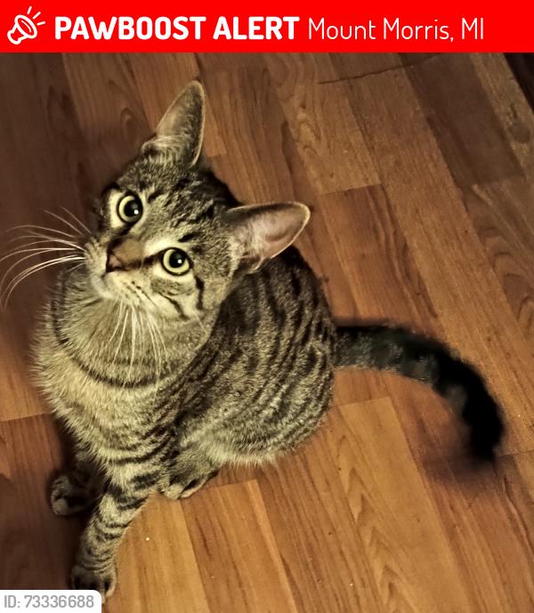 Lost Male Cat last seen George St and Laport Ave in Mount Morris, Mount Morris, MI 48458