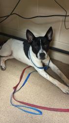 Shelter Stray Male Dog last seen Edgewood Avenue, 29625, Anderson City, SC, 1320 US-29, Anderson, SC 29626, USA