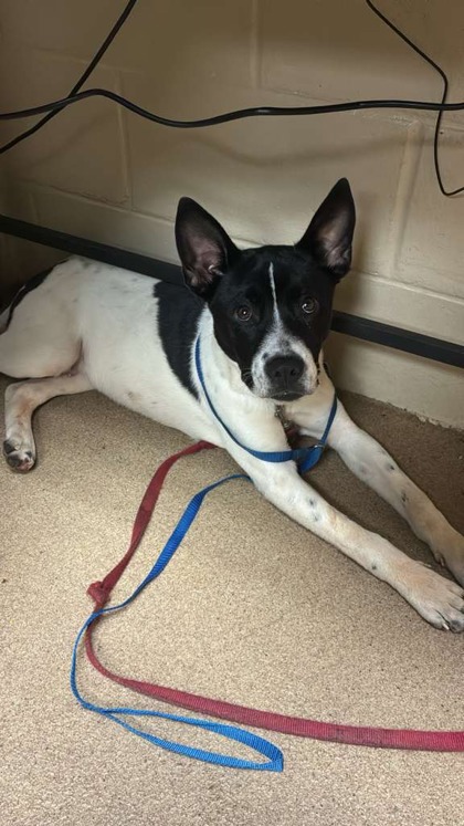 Shelter Stray Male Dog last seen Edgewood Avenue, 29625, Anderson City, SC, 1320 US-29, Anderson, SC 29626, USA