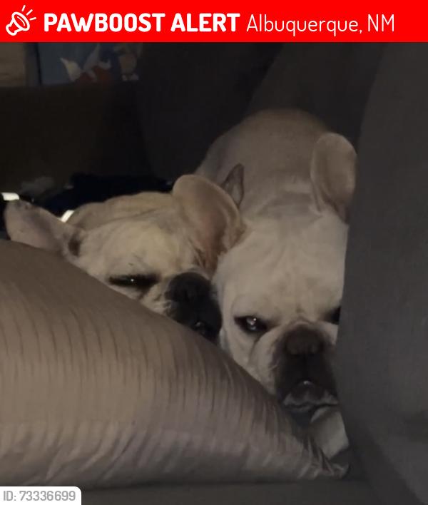 Lost Female Dog last seen Unser and Montaño, Albuquerque, NM 87120