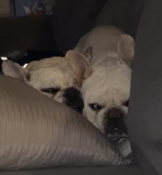 Lost Female Dog last seen Unser and Montaño, Albuquerque, NM 87120