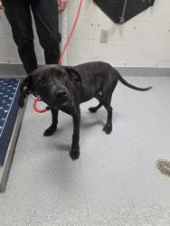 Shelter Stray Female Dog last seen Near Lenz Dr, Sevier County ACO, TN, 1008 Old Knoxville Hwy, Sevierville, TN 37862, USA