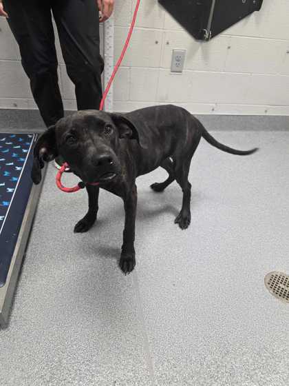 Shelter Stray Female Dog last seen Near Lenz Dr, Sevier County ACO, TN, 1008 Old Knoxville Hwy, Sevierville, TN 37862, USA