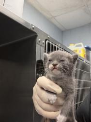 Shelter Stray Female Cat last seen Near Davis St, New Bern City Limits,, 1639 Old Airport Rd, New Bern, NC 28562, USA