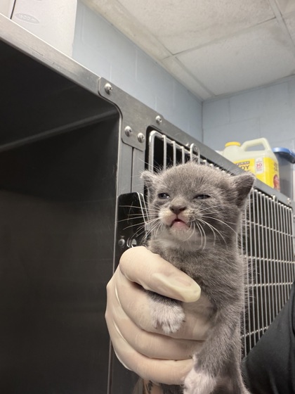 Shelter Stray Female Cat last seen Near Davis St, New Bern City Limits,, 1639 Old Airport Rd, New Bern, NC 28562, USA