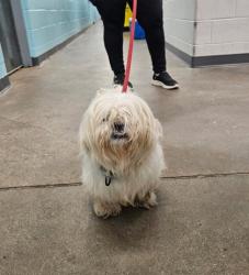 Shelter Stray Female Dog last seen Near York Rd, 21212, MD, 2490 Giles Rd, Baltimore, MD 21225, USA