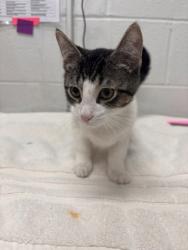 Shelter Stray Male Cat last seen Near Harlem Ave, 21217, MD, 2490 Giles Rd, Baltimore, MD 21225, USA
