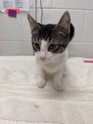 Shelter Stray Male Cat last seen Near Harlem Ave, 21217, MD, 2490 Giles Rd, Baltimore, MD 21225, USA