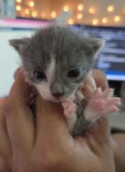 Shelter Stray Female Cat last seen Near Avenue A, Zone 3, TX, 8755 Farm to Market 1516, Converse, TX 78109, USA