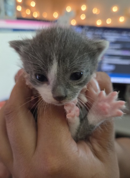 Shelter Stray Female Cat last seen Near Avenue A, Zone 3, TX, 8755 Farm to Market 1516, Converse, TX 78109, USA