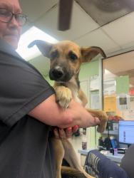 Shelter Stray Female Dog last seen DMV, District 1 - North Cleburne, TX, 2375 Service Dr, Cleburne, TX 76033, USA
