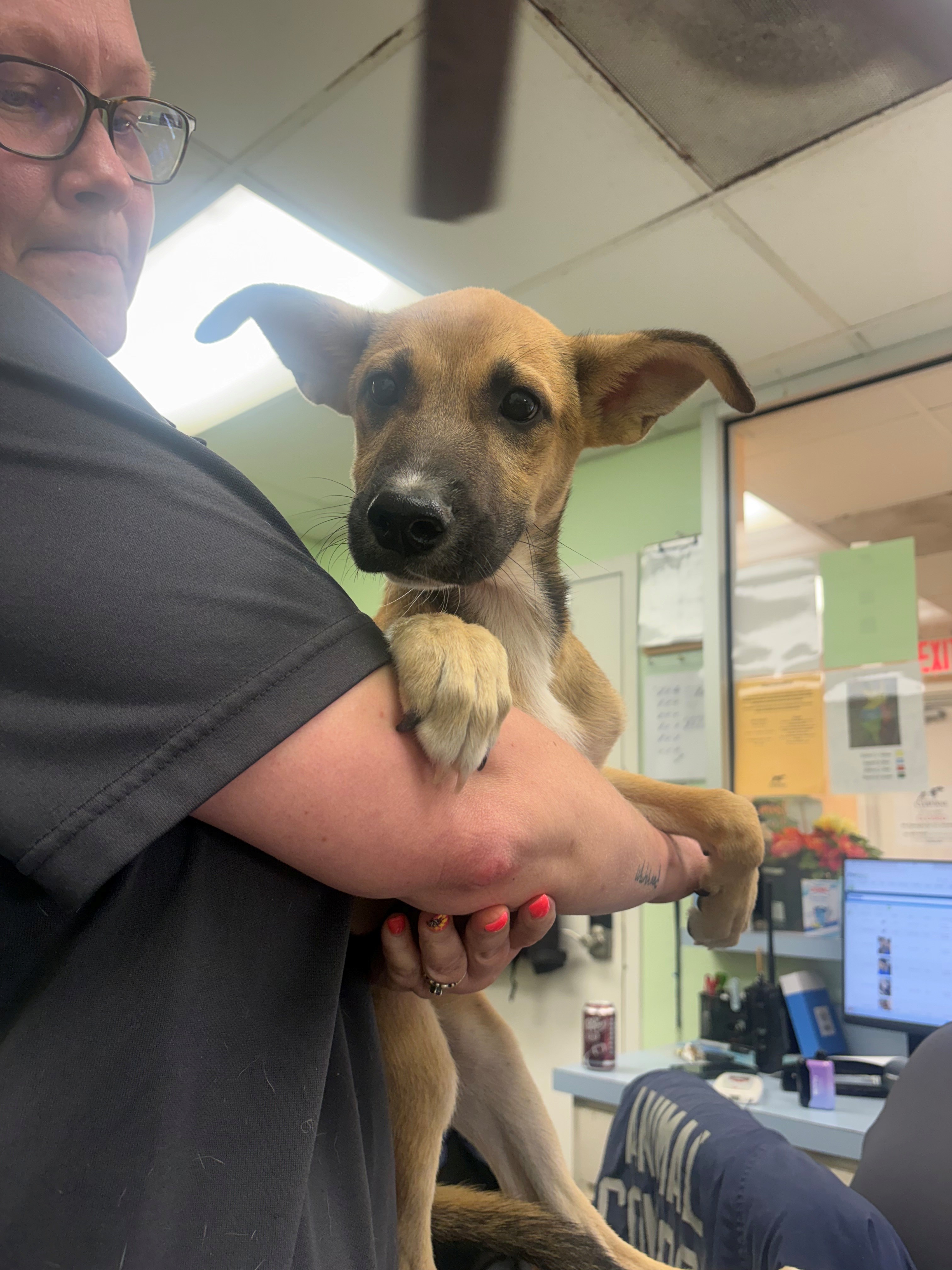 Shelter Stray Female Dog last seen DMV, District 1 - North Cleburne, TX, 2375 Service Dr, Cleburne, TX 76033, USA