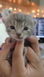 Shelter Stray Male Cat last seen Near Avenue A, Zone 3, TX, 8755 Farm to Market 1516, Converse, TX 78109, USA