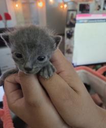 Shelter Stray Male Cat last seen Near Avenue A, Zone 3, TX, 8755 Farm to Market 1516, Converse, TX 78109, USA