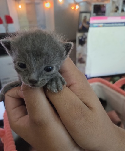 Shelter Stray Male Cat last seen Near Avenue A, Zone 3, TX, 8755 Farm to Market 1516, Converse, TX 78109, USA
