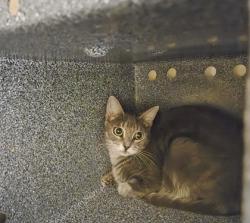 Shelter Stray Female Cat last seen Near Avenue A, Zone 3, TX, 8755 Farm to Market 1516, Converse, TX 78109, USA
