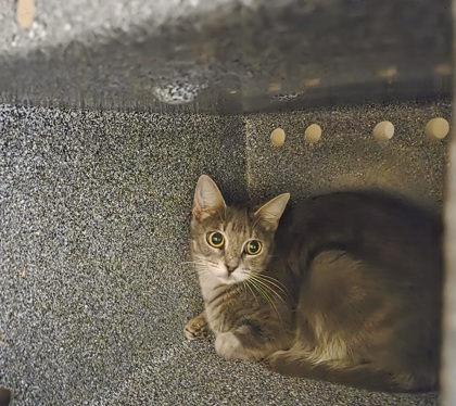 Shelter Stray Female Cat last seen Near Avenue A, Zone 3, TX, 8755 Farm to Market 1516, Converse, TX 78109, USA