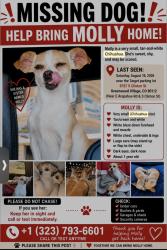 Lost Female Dog last seen Greenwood village, Colorado, Greenwood Village, CO 80121