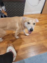 Reunited Female Dog last seen Orchard and Froude, Ocean Beach, San Diego, CA 92107