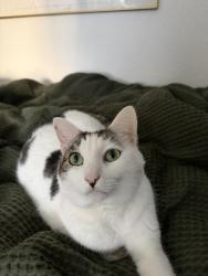 Lost Male Cat last seen Near 32nd pl and going, Portland, OR 97211