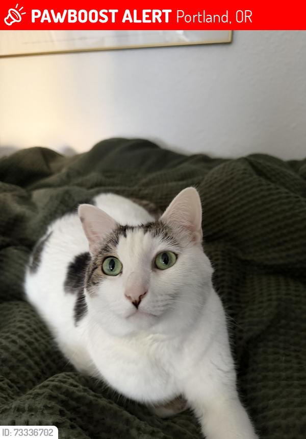 Lost Male Cat last seen Near 32nd pl and going, Portland, OR 97211