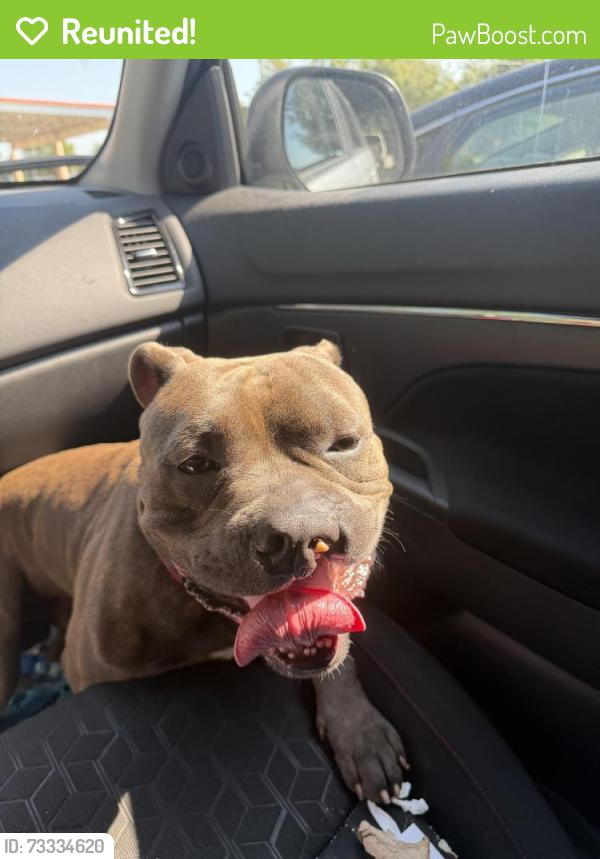 Reunited Male Dog last seen Guthrie’s chicken Valley Hills mall, Hickory, NC 28602