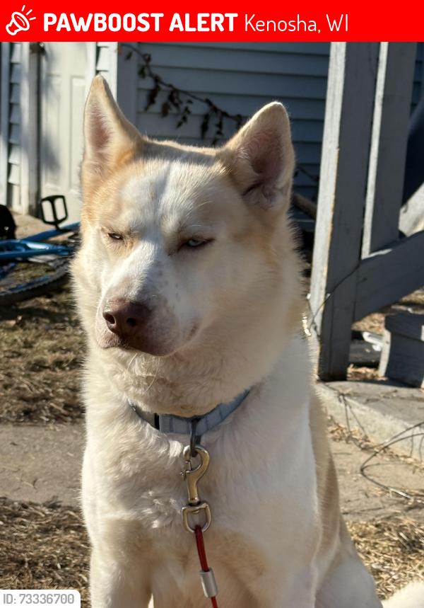 Lost Male Dog last seen 61st Kenosha, Kenosha, WI 53143