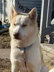 Lost Male Dog last seen 61st Kenosha, Kenosha, WI 53143