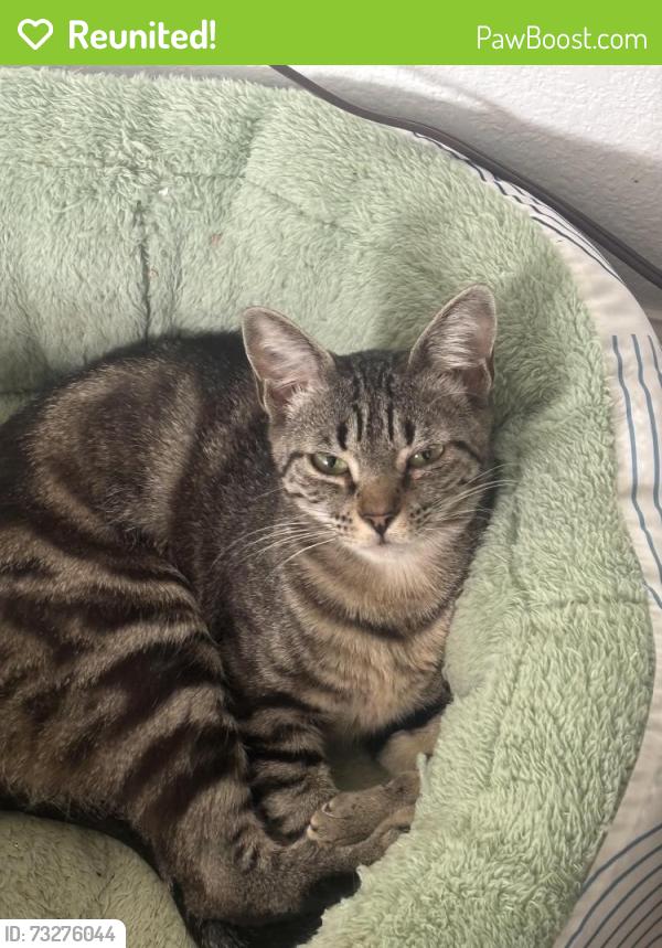 Reunited Female Cat last seen On East 30th street, out of complex door, Kansas City, MO 64128
