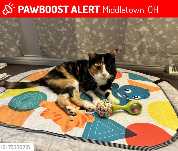 Lost Female Cat last seen Smith Park, Middletown, OH 45042