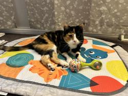 Lost Female Cat last seen Smith Park, Middletown, OH 45042