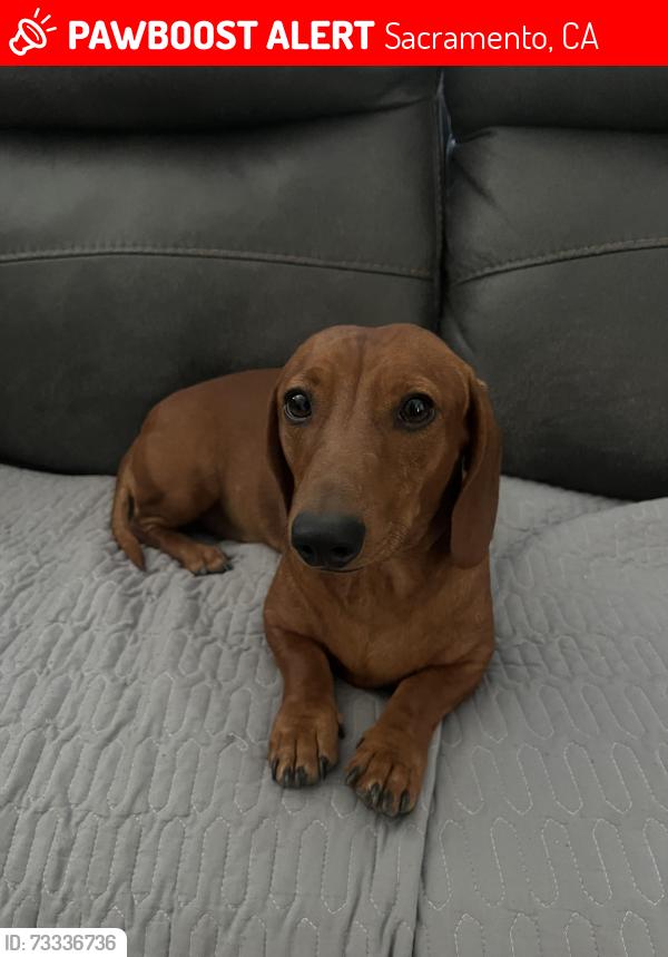 Lost Male Dog last seen Near ellen st, Sacramento, CA 95815