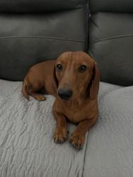 Lost Male Dog last seen Near ellen st, Sacramento, CA 95815