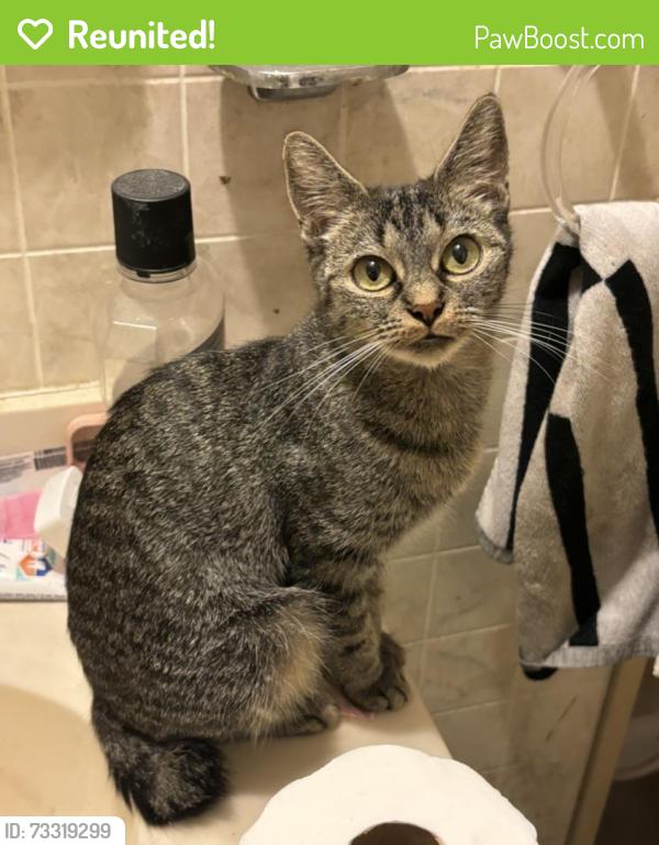 Reunited Female Cat last seen north/bradford NE, Grand Rapids, MI 49503