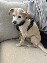 Found/Stray Male Dog last seen Near Villa Siena, Irvine, CA 92612