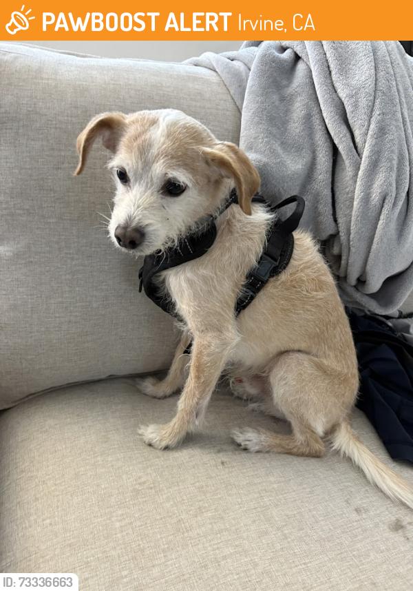 Found/Stray Male Dog last seen Near Villa Siena, Irvine, CA 92612