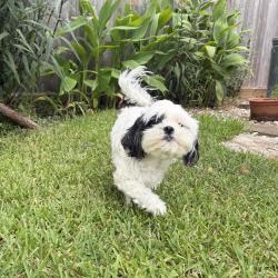 Reunited Female Dog last seen Bay Glen, Houston, TX 77062