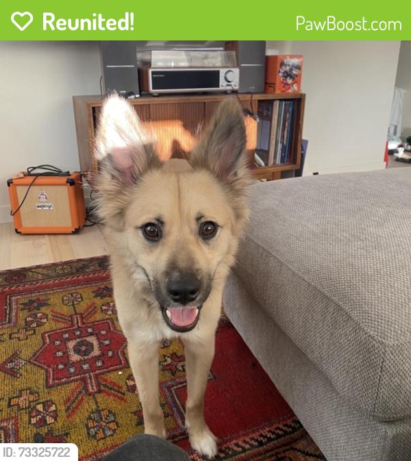 Reunited Male Dog last seen Hollywood Max Station, Portland, OR 97232