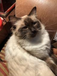 Lost Male Cat last seen Nearest point Telham/ Hastings Rd Battle, East Sussex, England 