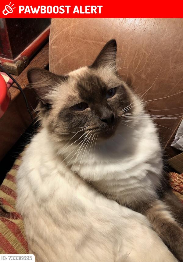 Lost Male Cat last seen Nearest point Telham/ Hastings Rd Battle, East Sussex, England 