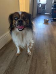 Found/Stray Unknown Other last seen By the sevillano condominum, Hialeah, FL 33012