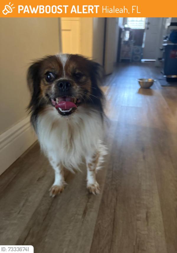 Found/Stray Unknown Other last seen By the sevillano condominum, Hialeah, FL 33012