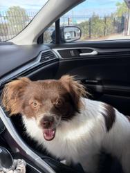 Found/Stray Male Dog last seen Harding and Yale in Stockton, Stockton, CA 95203