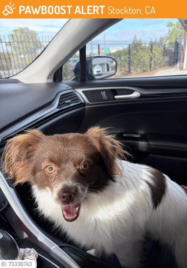 Found/Stray Male Dog last seen Harding and Yale in Stockton, Stockton, CA 95203