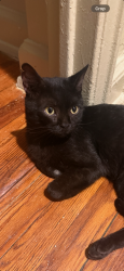 Lost Male Cat last seen 35th Street and 20th Road Astoria, NY, Queens, NY 11105