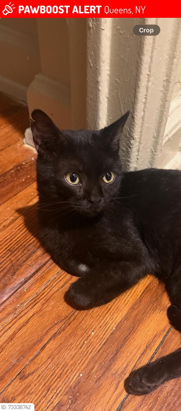 Lost Male Cat last seen 35th Street and 20th Road Astoria, NY, Queens, NY 11105