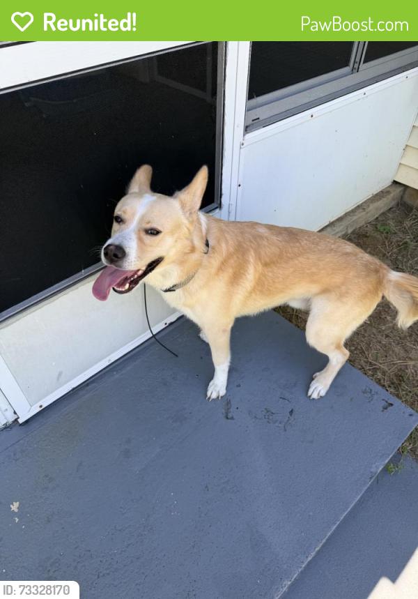 Reunited Male Dog last seen Silver Course Ct, Silver Springs Shores, FL 34472, USA, Silver Springs Shores, FL 34472